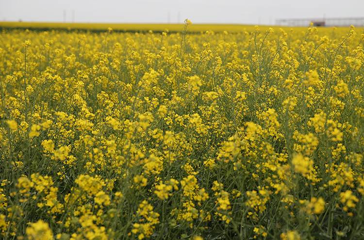 Borsa, Yılın İlk Hasadı İçin Üreticiye 100 Litre Mazot Hediye Etti! Tonuna 19 Bin 230 Lira Verdi 1