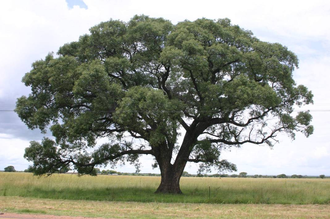 Sarhoş Eden Meyve: Marula 2