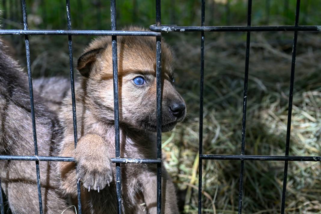 Öksüz Kalan 20 Günlük Kurt Yavruları Biberonla Besleniyor 14