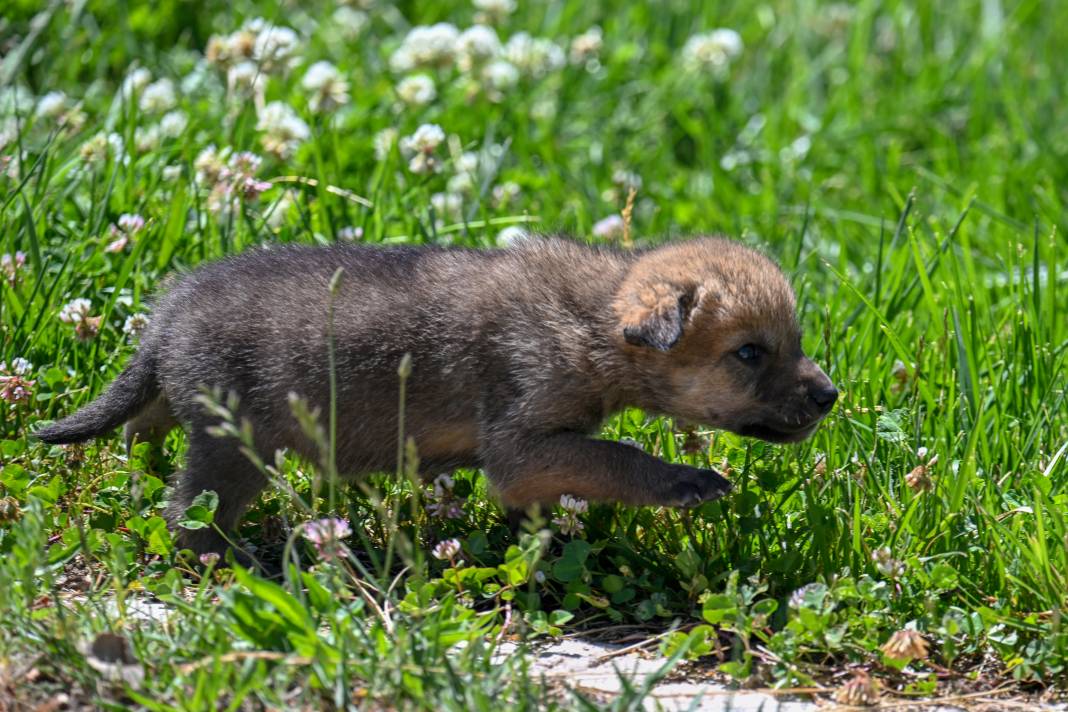 Öksüz Kalan 20 Günlük Kurt Yavruları Biberonla Besleniyor 13