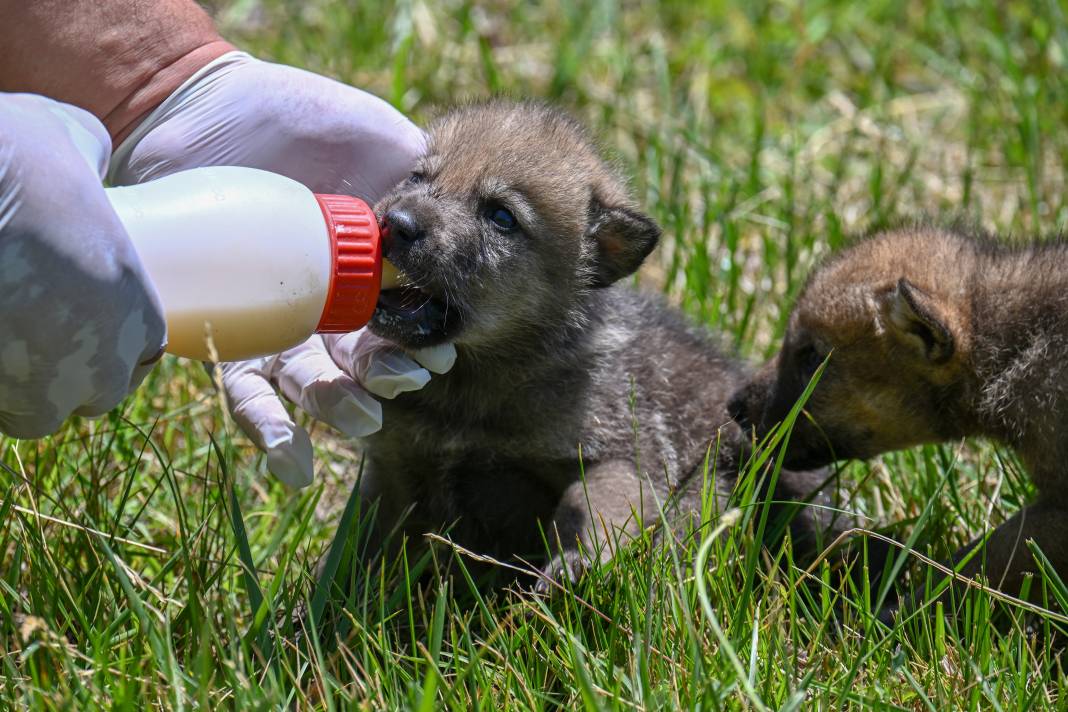 Öksüz Kalan 20 Günlük Kurt Yavruları Biberonla Besleniyor 15