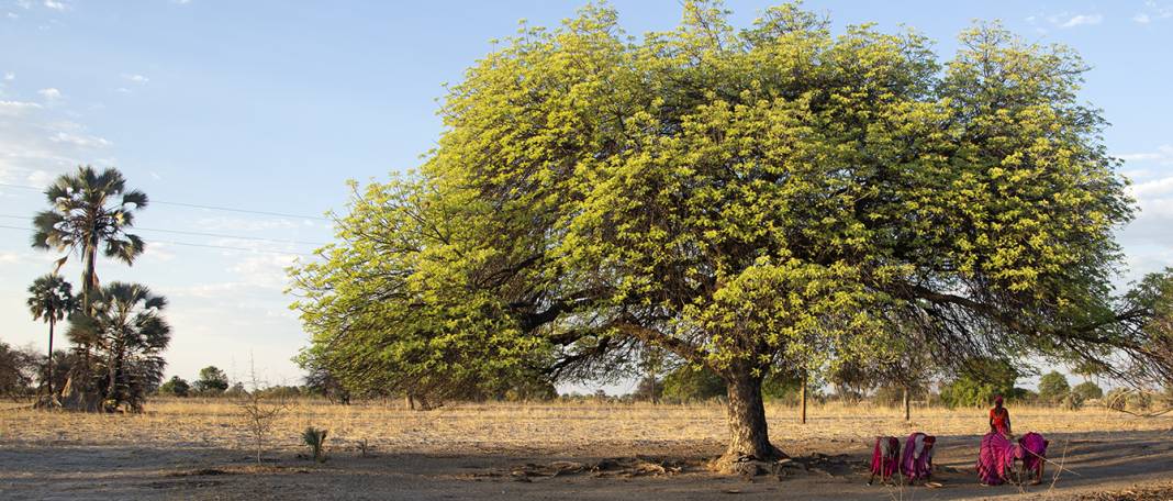 Sarhoş Eden Meyve: Marula 1