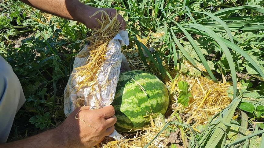 Karpuz üreticisinden görülmemiş çözüm! Sıcaktan böyle korudu 1