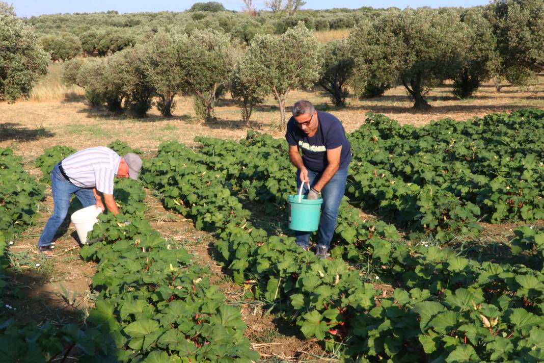 Kadınlar görür görmez telefona sarılıp sipariş veriyor! Tekirdağ'ın kınalısının hasadı başladı 5