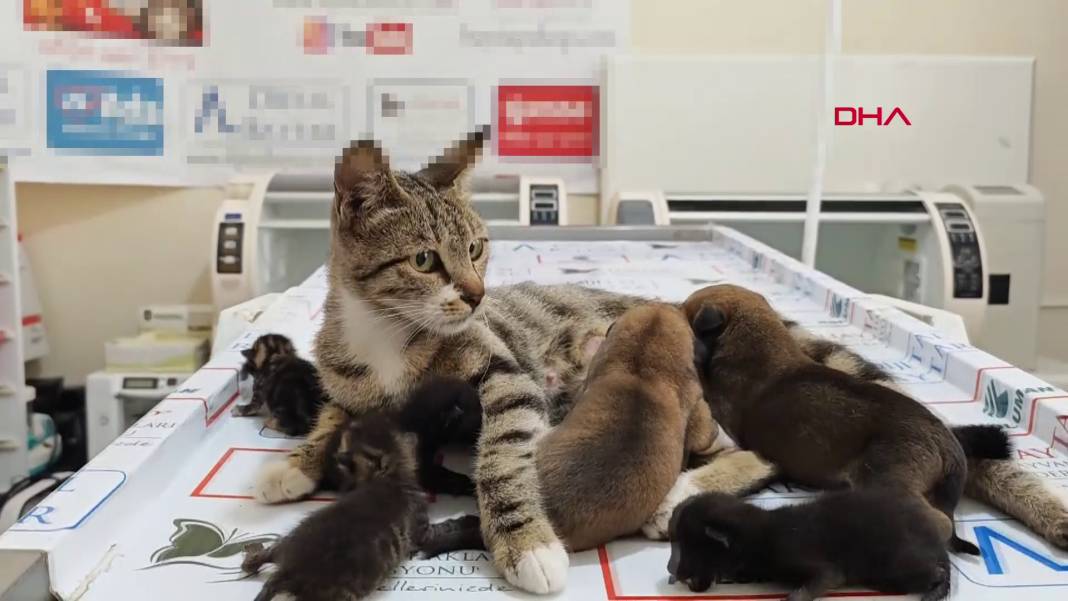 Anne kedi kimsesiz yavru köpekleri sahiplendi 6