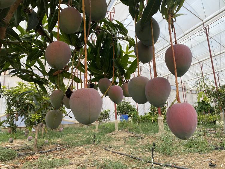 Bir yetişkin ağaçtan 100 kilo toplanıyor: 50 derece sıcaklık altında hasadı güçlükle yapılıyor 2