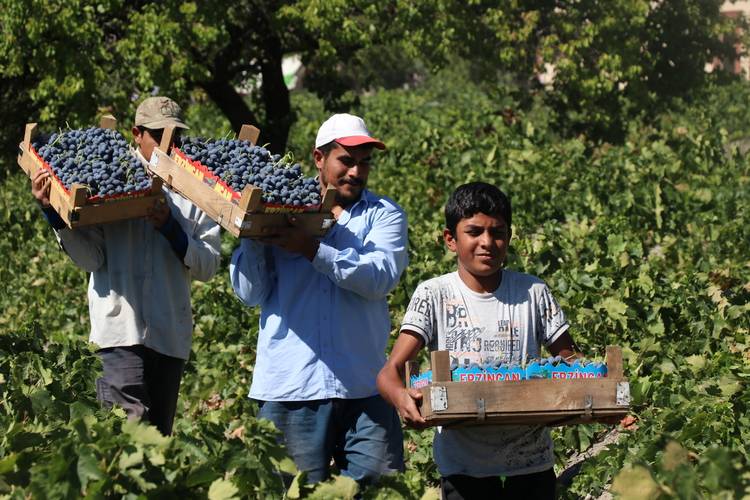 Hasadı Erzincan'da neredeyse "dokunmadan" yapılıyor: Demir eksikliğiyle tek başına savaşıyor 3