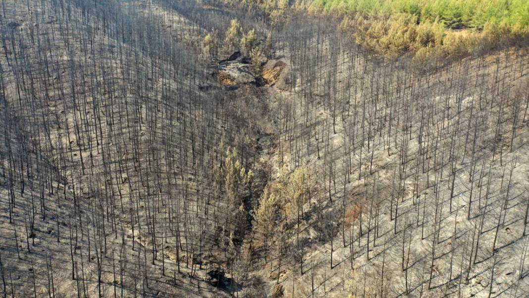 Aydın'da yangın felaketi: Havadan çekilen görüntülerde korkunç manzara 11