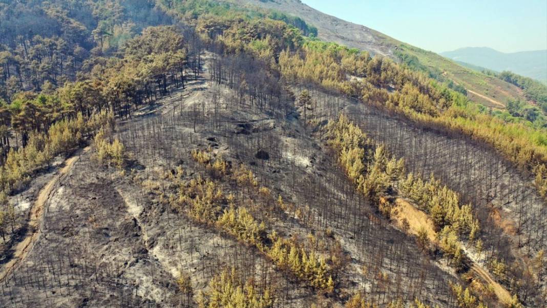 Aydın'da yangın felaketi: Havadan çekilen görüntülerde korkunç manzara 8