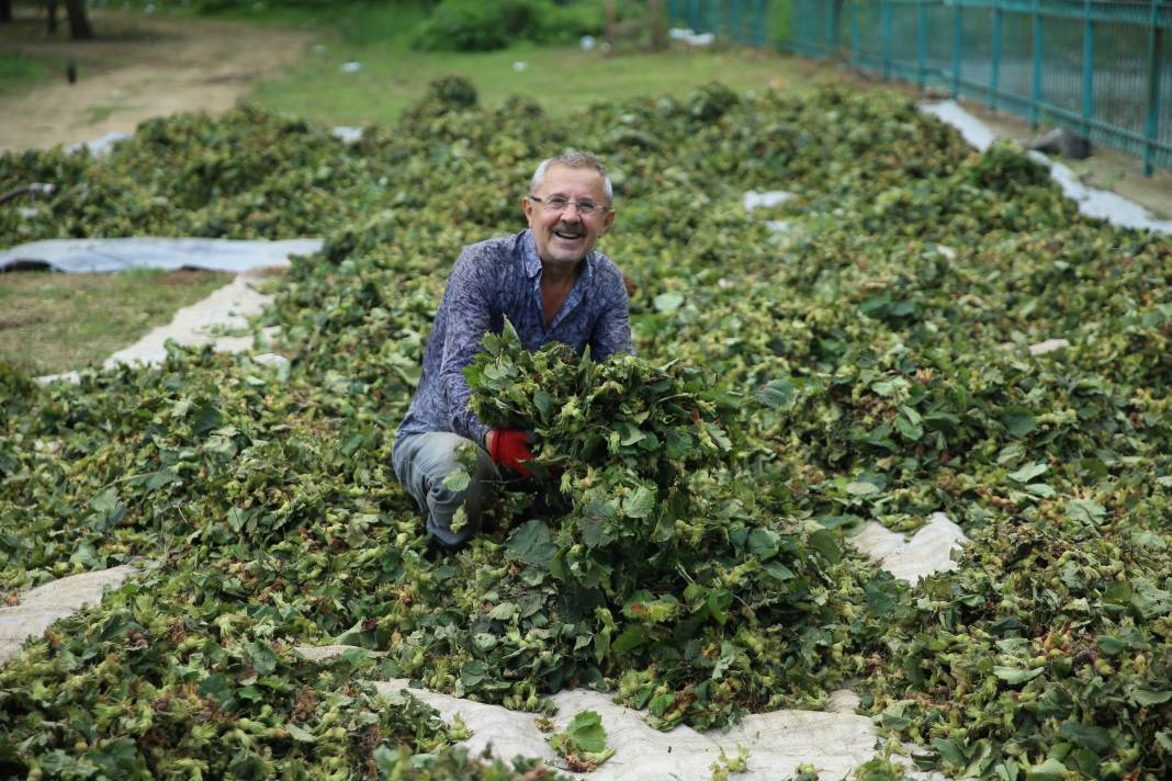 Fındık hasadında şoke eden gelişme! Üretici de şaşkın 3