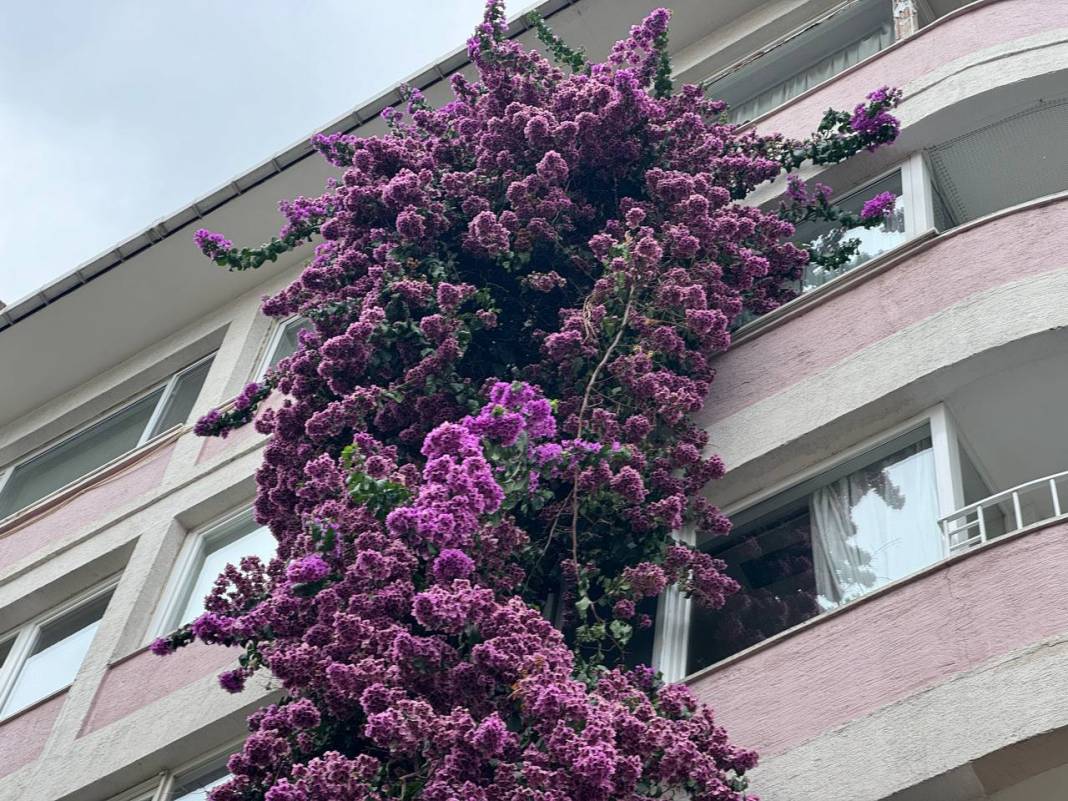 Nişantaşı'nın gözde apartmanı! Her şey bir fidanla başladı 3