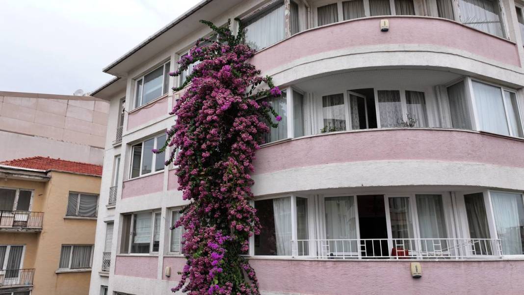 Nişantaşı'nın gözde apartmanı! Her şey bir fidanla başladı 2