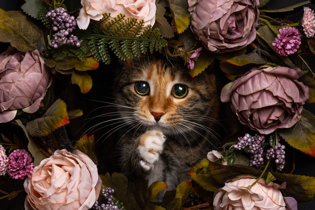 8 Ağustos Dünya Kediler Günü 1