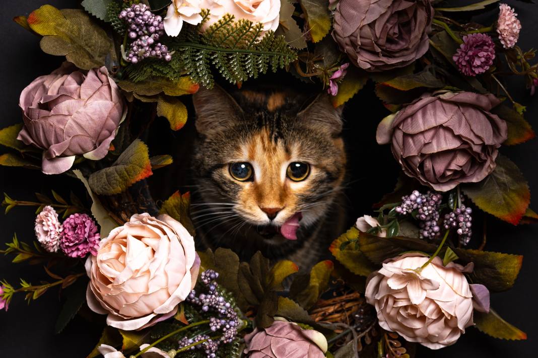 8 Ağustos Dünya Kediler Günü 2