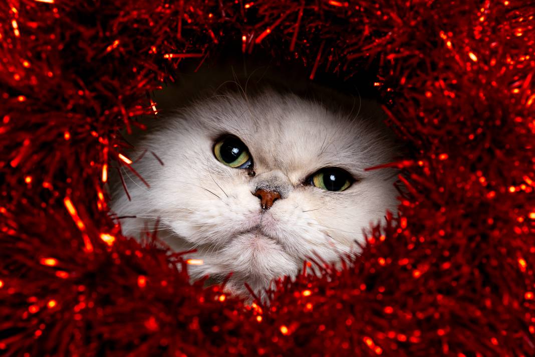 8 Ağustos Dünya Kediler Günü 3