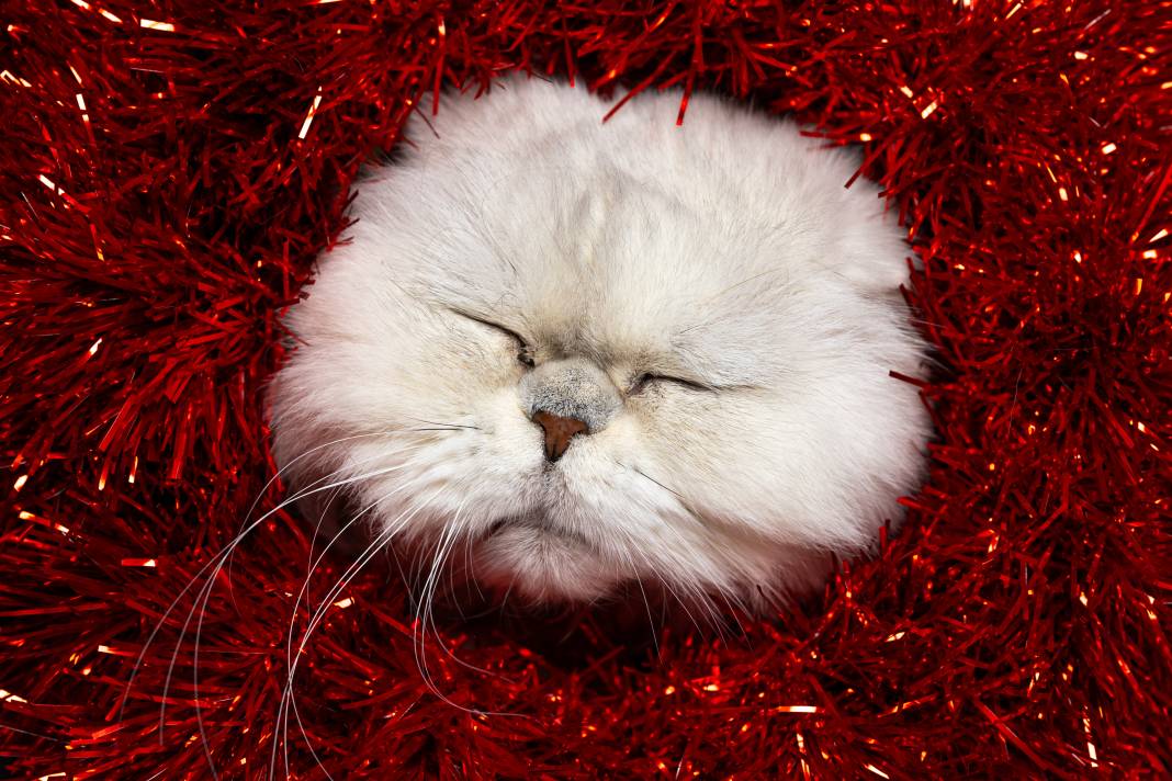 8 Ağustos Dünya Kediler Günü 4