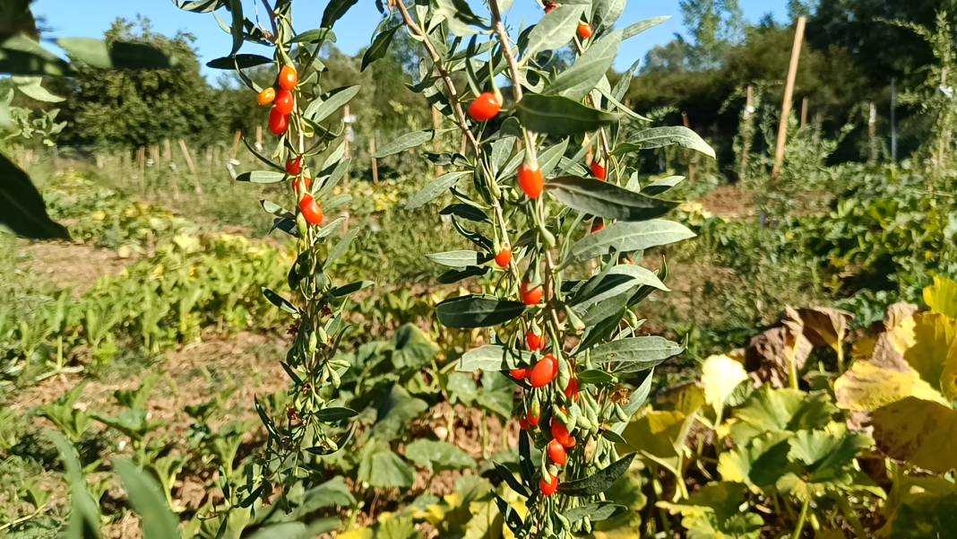 4 kilo meyve kurutulduğunda 1 buçuk kiloya düşüyor: Yılda 2 kez hasat ediliyor 4