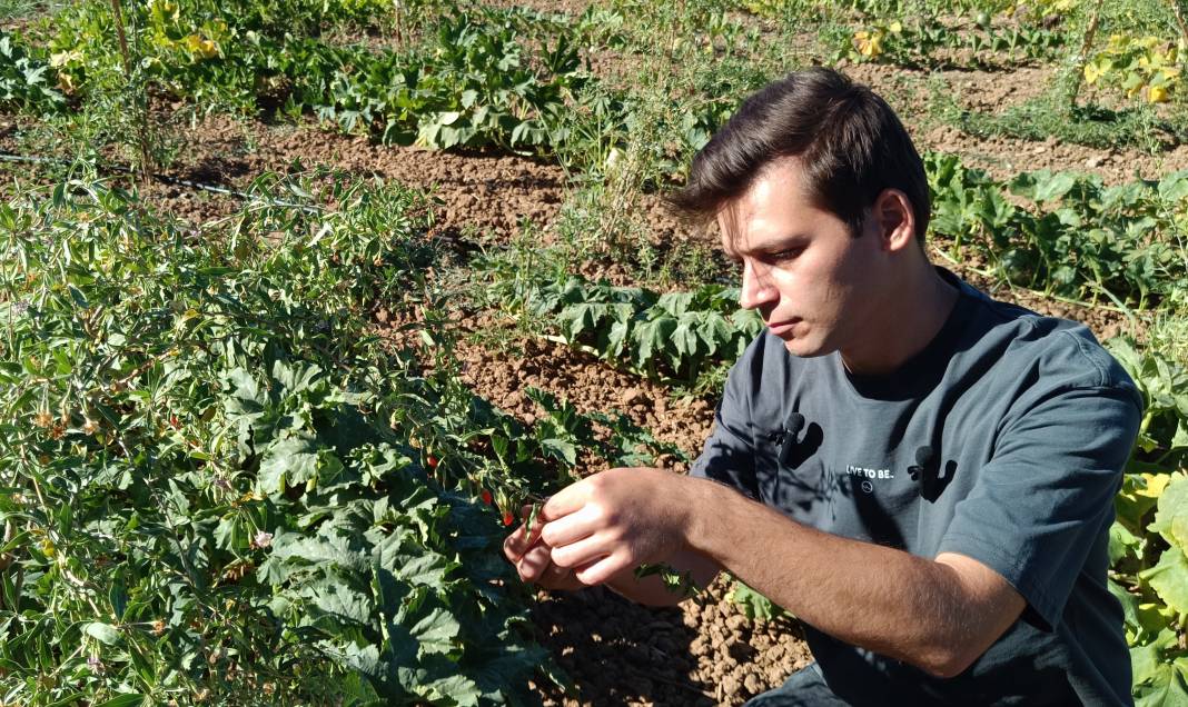 4 kilo meyve kurutulduğunda 1 buçuk kiloya düşüyor: Yılda 2 kez hasat ediliyor 2