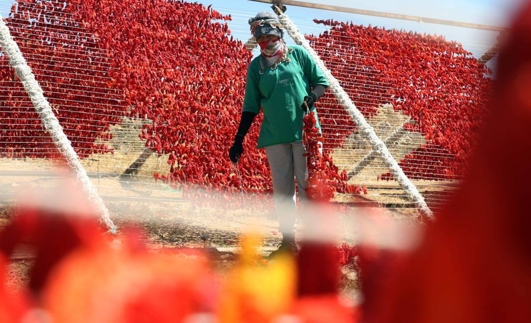 Gaziantepli üretiyor güneş pişiriyor! Dünyanın da dört bir yanına gidiyor 3