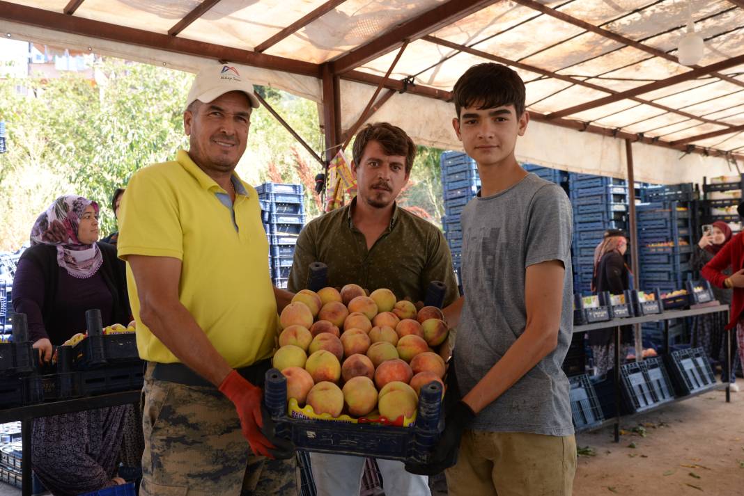 Tarlada kilosu 12 lira fabrikaya 8 liraya satılıyor: Bu yıl hasadı bol olacak 1