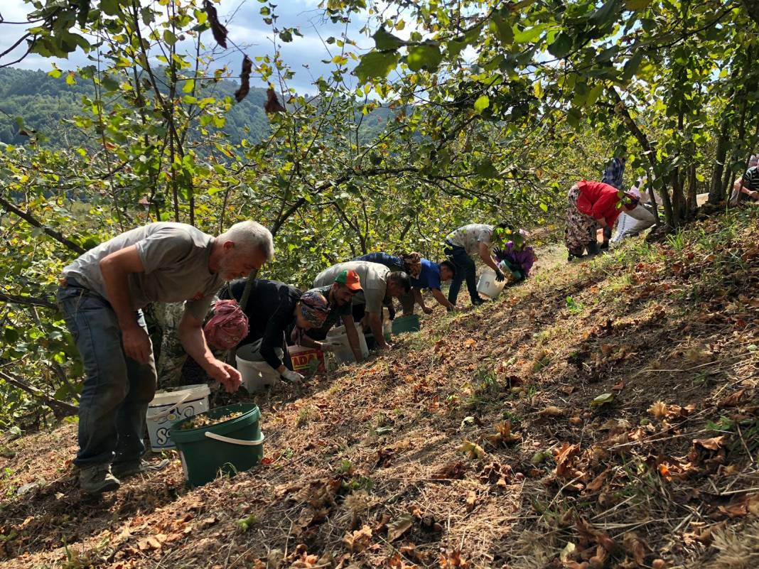 Kilosu 130 TL olarak açıklandı: Üretici işçi maliyetini düşürmek için imece usulü çalışıyor 1