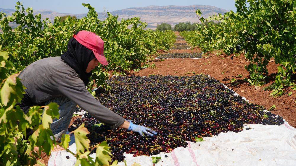 Sınırın sıfır noktasında hasat terleri dökülüyor! Tarlada 16 markette 40 lira 1