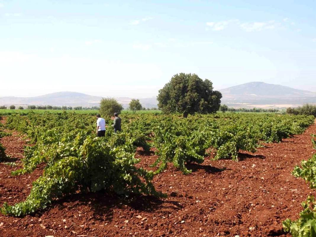 Sınırın sıfır noktasında hasat terleri dökülüyor! Tarlada 16 markette 40 lira 5