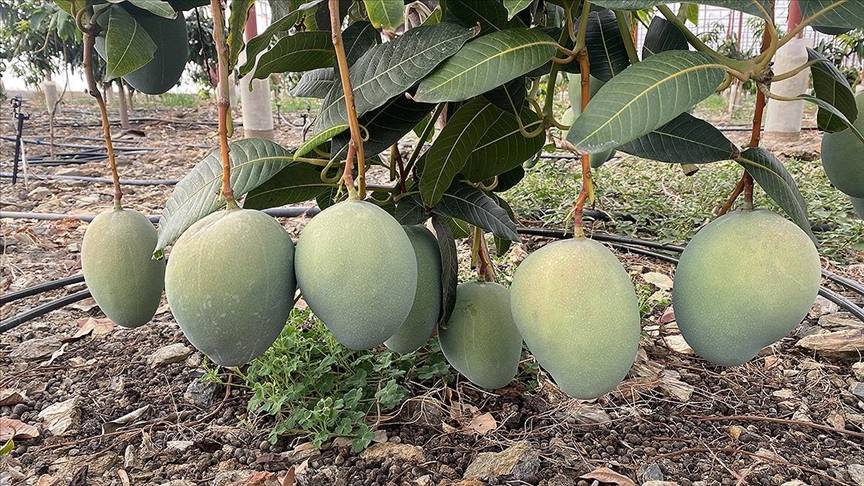 Bir yetişkin ağaçtan 100 kilo toplanıyor: 50 derece sıcaklık altında hasadı güçlükle yapılıyor 1