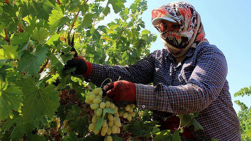 TARİŞ alım fiyatını duyurdu: Kilosu 12-13 liradan başlıyor 100 liraya kadar çıkıyor 4