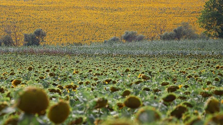 Türkler, yerli çeşidi olmayan Rusya'ya 20 ton gönderdi 1