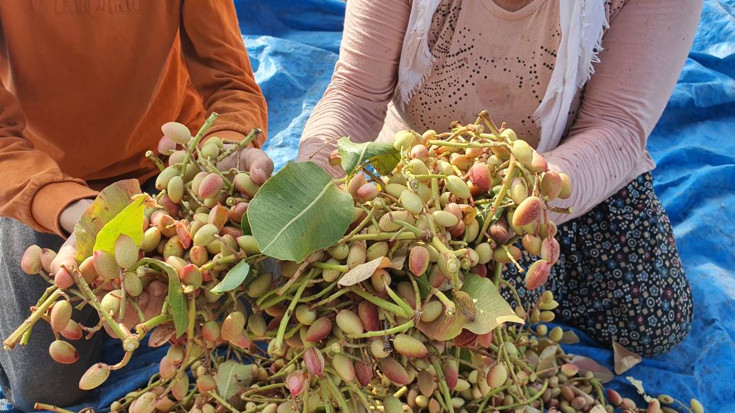 Kilosu 300 TL'den satılıyor: Çitlembik ağaçlarından hasat ediliyor! 12