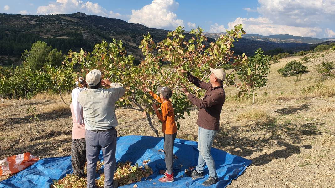 Kilosu 300 TL'den satılıyor: Çitlembik ağaçlarından hasat ediliyor! 11