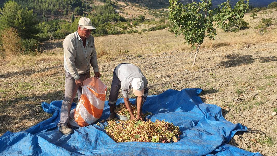 Kilosu 300 TL'den satılıyor: Çitlembik ağaçlarından hasat ediliyor! 5