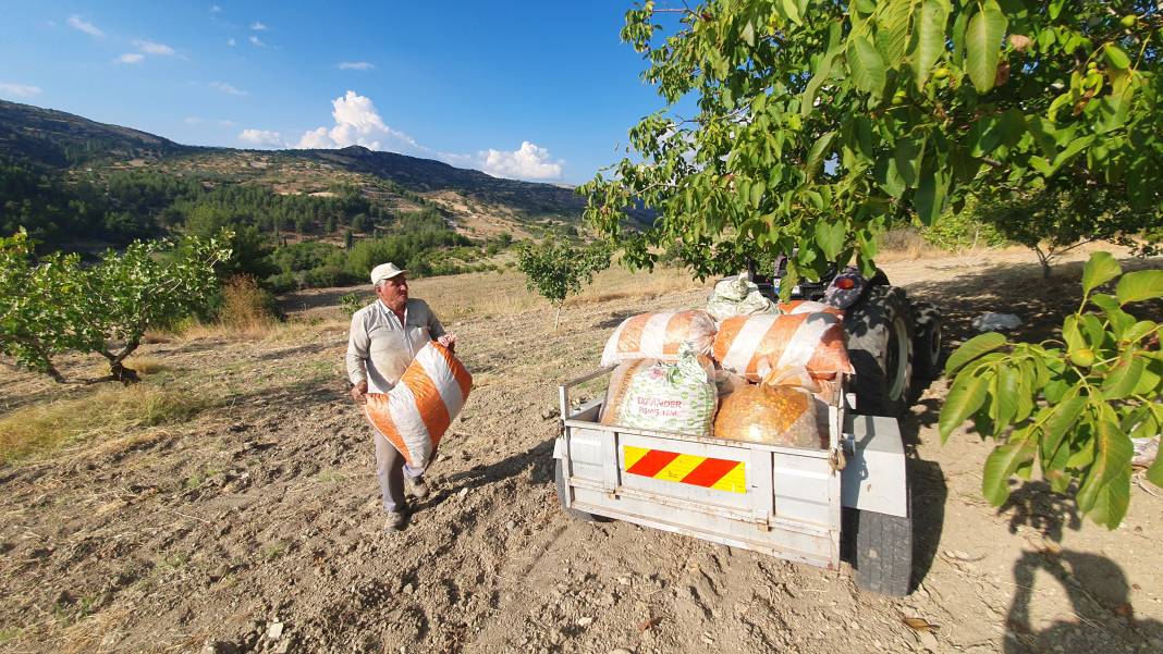 Kilosu 300 TL'den satılıyor: Çitlembik ağaçlarından hasat ediliyor! 3