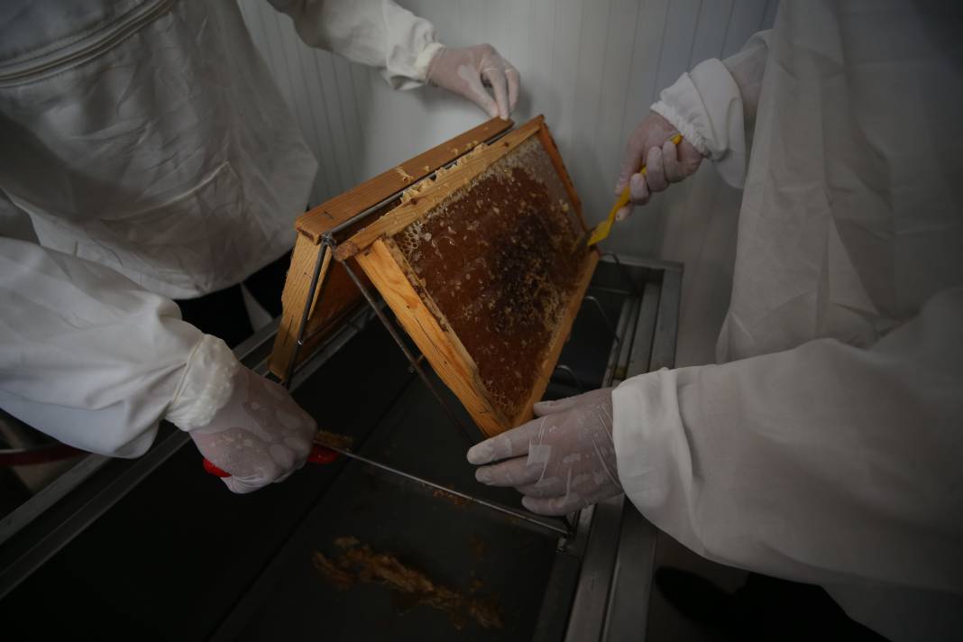 Kilosu 800 liradan satılıyor: Hasat sonrası Ege'nin dört bir yanına gönderilecek! 2