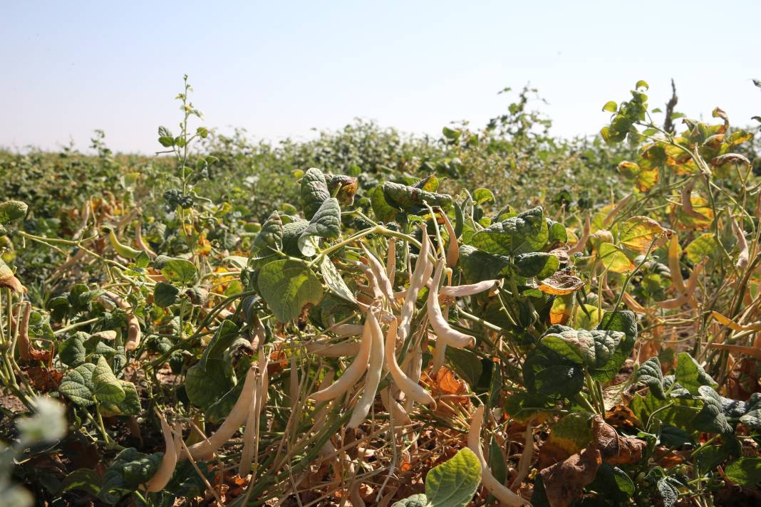 7 ton hibe ile ekim başladı. Bu yıl hasadından 425 ton rekolte alınacak 3