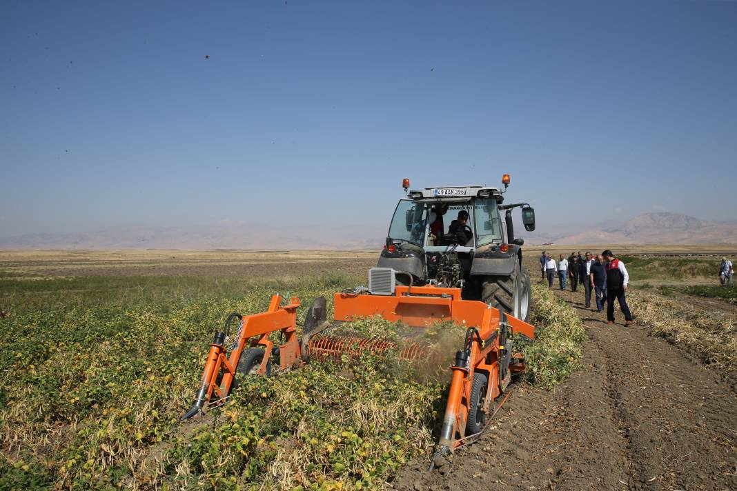 7 ton hibe ile ekim başladı. Bu yıl hasadından 425 ton rekolte alınacak 4