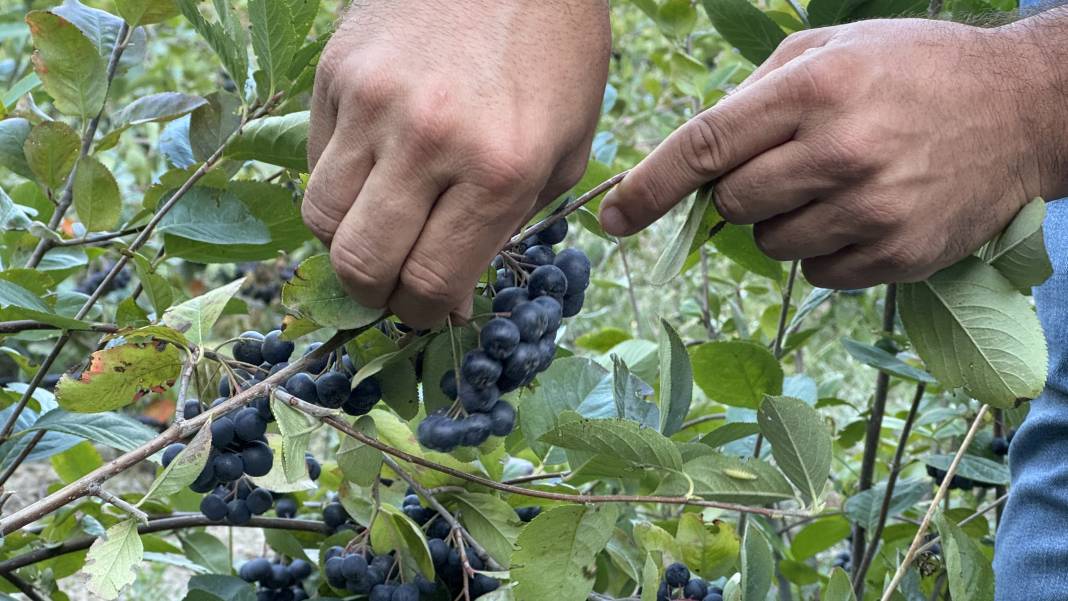 10 yıllık mesleğini bıraktı üreticiliğe başladı. İnternetten sipariş yağıyor 4