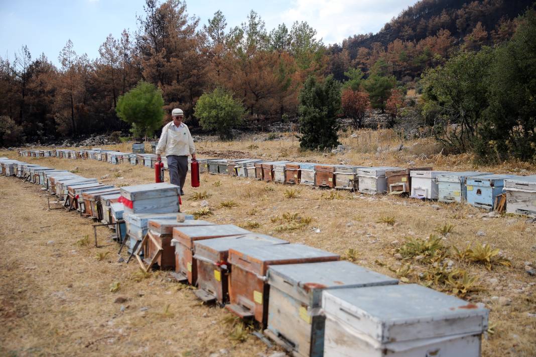 Arıcı alevlere meydan okudu! Hepsini kurtardı 2