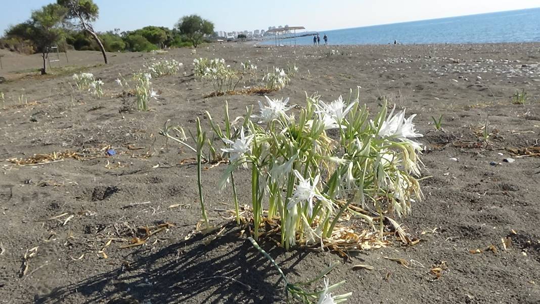 Aklı olan yanından bile geçmez! Koparılırsa 387 bin lira cezası var 7