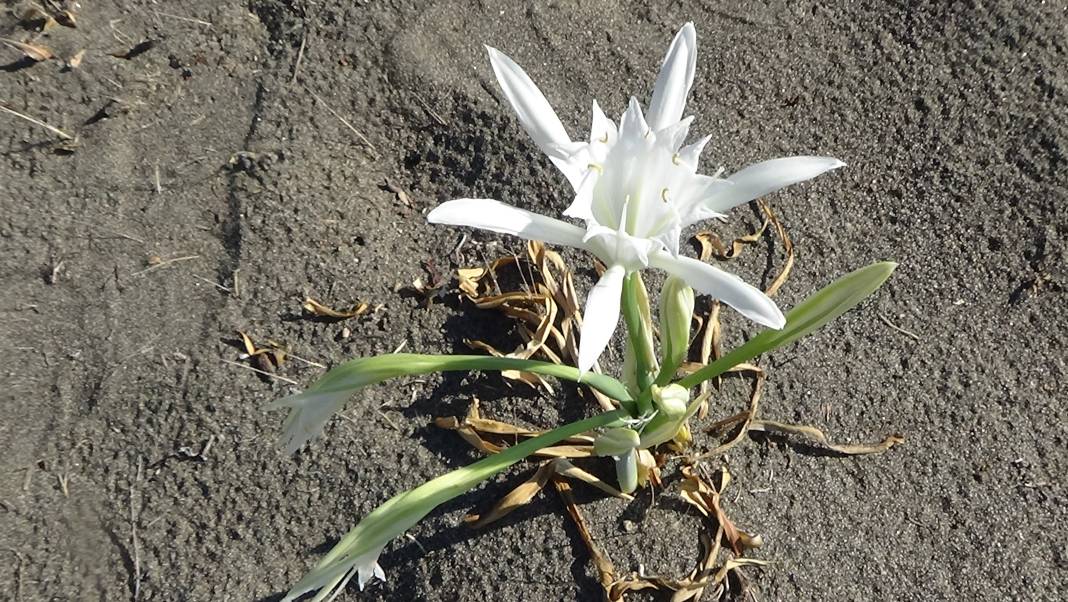 Aklı olan yanından bile geçmez! Koparılırsa 387 bin lira cezası var 5