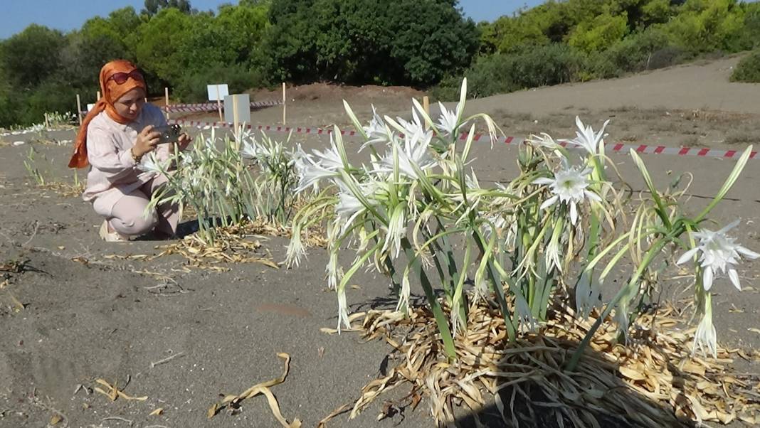 Aklı olan yanından bile geçmez! Koparılırsa 387 bin lira cezası var 3