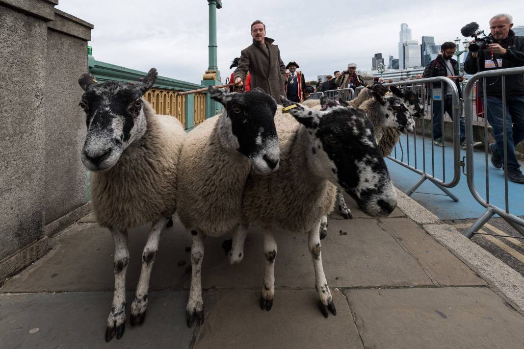 Londra'da koyunlar köprüyü ele geçirdi 8