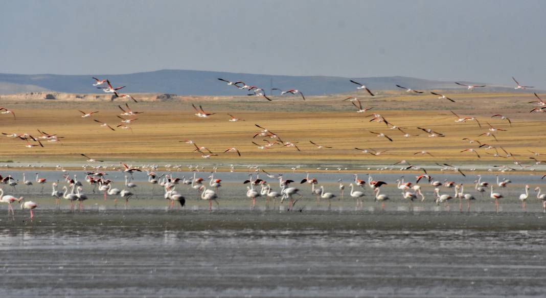 Kuşlar evsiz kaldı! Flamingo cenneti tamamen yok oldu 2