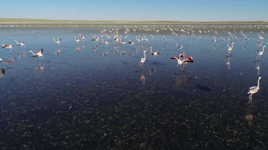 Kuşlar evsiz kaldı! Flamingo cenneti tamamen yok oldu 3