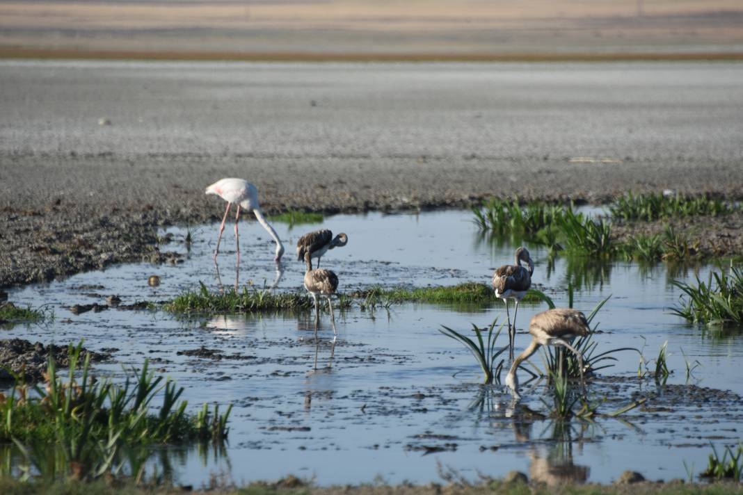 Kuşlar evsiz kaldı! Flamingo cenneti tamamen yok oldu 1