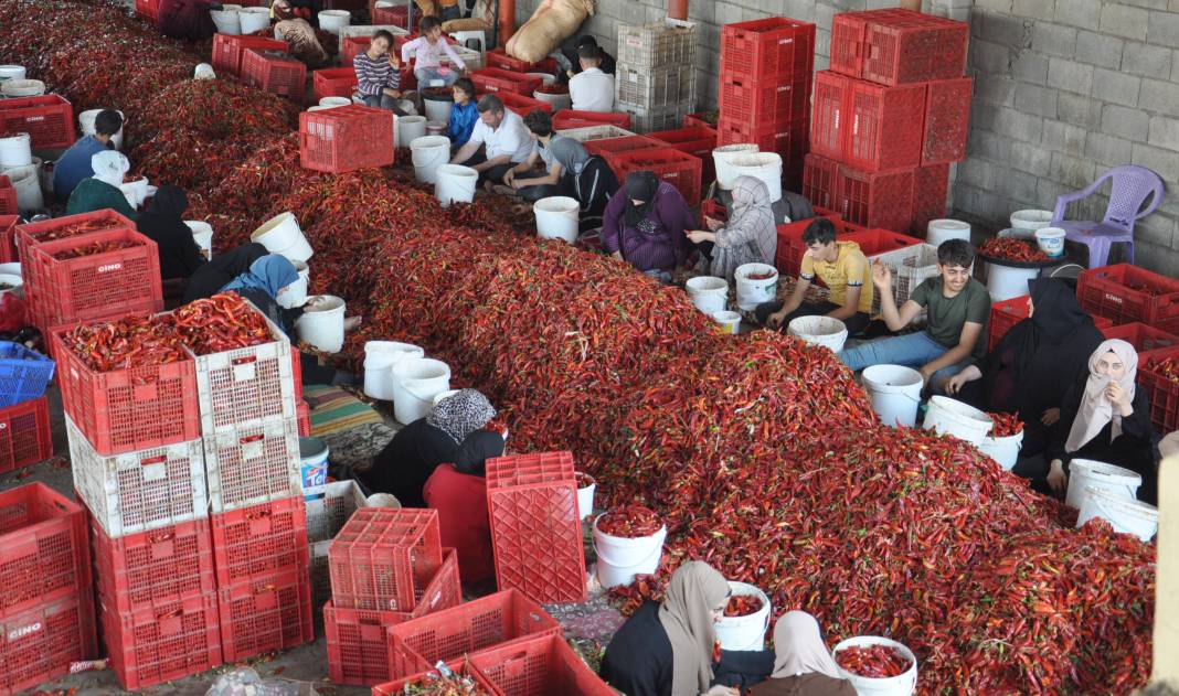 Kırmızı altının hasadı başladı: 53 bin tonluk acı mesai 1