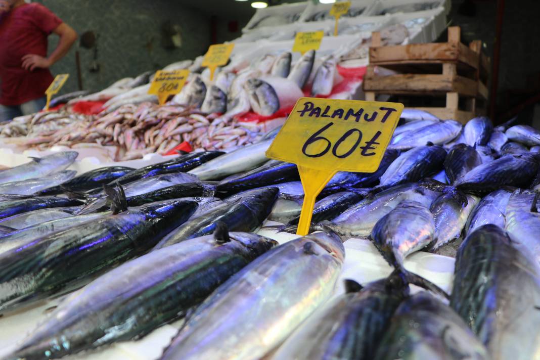 Samsun'da  balık sezonu palamut bolluğu ile başladı 1