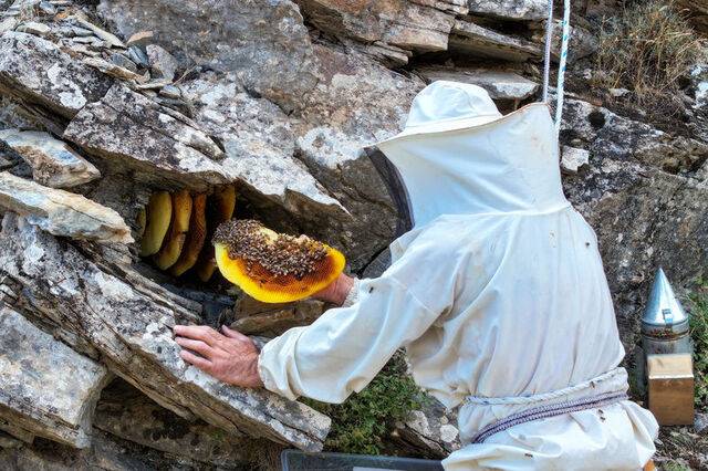 Toplamak için kilometrelerce yol yürüyorlar. Kilosu 10 bin liradan satılıyor. Alan hastalıklara şifa olsun diye alıyor 6