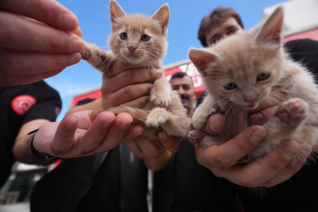 Kurtarılan kedileri itfaiye sahiplendi! Duman ve Alev artık teşkilatın maskotu 1